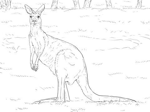 Western Grey Kangaroo Coloring Page